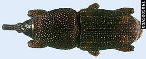 Rice weevil - Wikipedia, the free encyclopedia