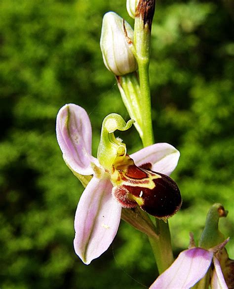 Bee orchid6 || BeeKeeping