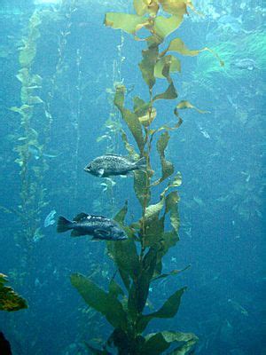 Kelp forest Facts for Kids