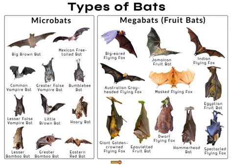 Bat Facts, Types, Classification, Habitat, Diet, Adaptations