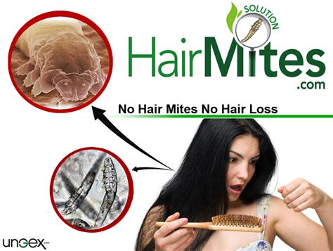 Blog | Demodex Treatment - Human Hair Follicle Mites: Hair Mites