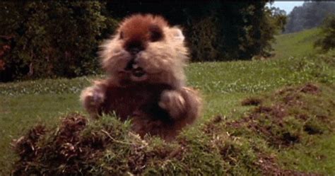 Gopher Dancing GIF - Find & Share on GIPHY