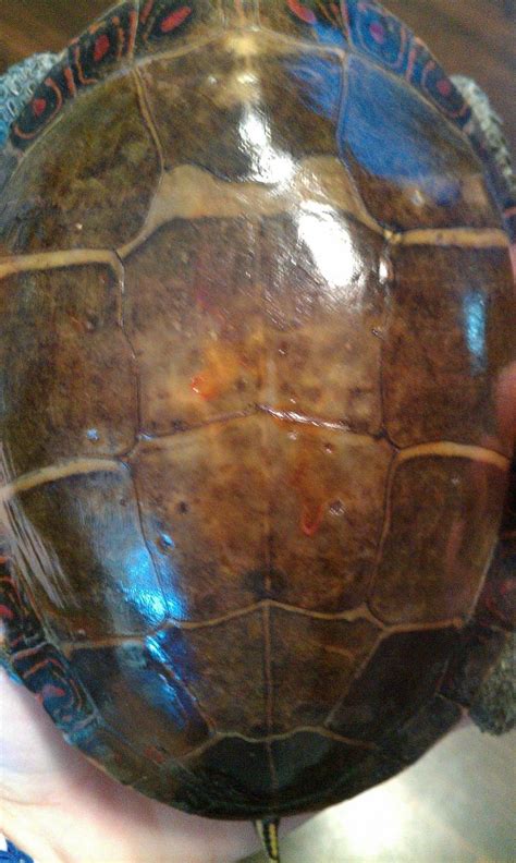 Eastern Painted Turtle Shell Rot (Two week update) - Basking Log ...