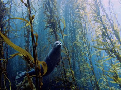 Kelp Forest Facts | Underwater Forests - One Tree Planted