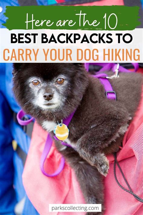 The Best Dog Backpack For Hiking: A Complete Guide