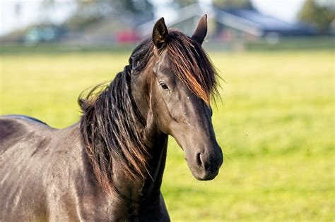 10 Black Horse Breeds: Stunning Black Beauties Of The World