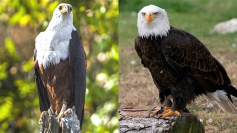 The African Fish Eagle vs Bald Eagle: Their Differences