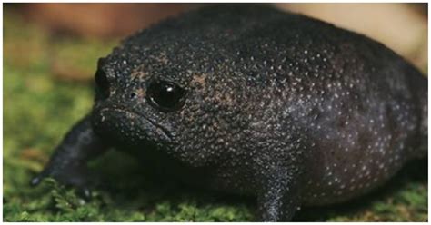 These tiny black frogs from South Africa look like grumpy avocados