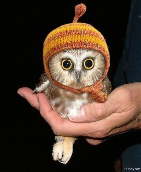 Cute Owl - 1Funny.com