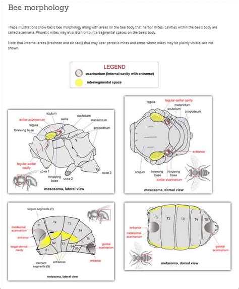 New Web-based Tool for Fast Identification of Bee Mites – Bee Informed ...