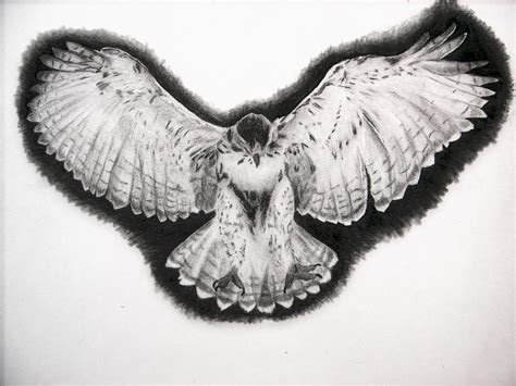 drawing of hawk 2 by Kimmyphoto on DeviantArt