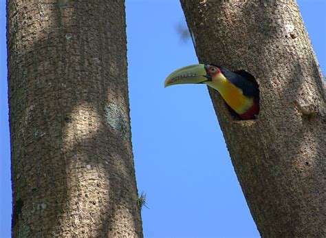 Toucan | The Animal Palace