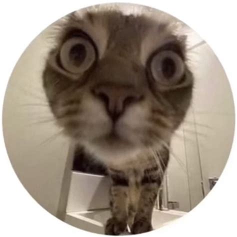 Round icon pfp cute cat big eyes fish eye aesthetic Y2K profile picture ...