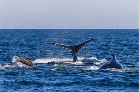 Learn About Marine Mammals | The Marine Mammal Center