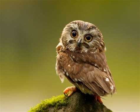 Really Cute Baby Pygmy Owl