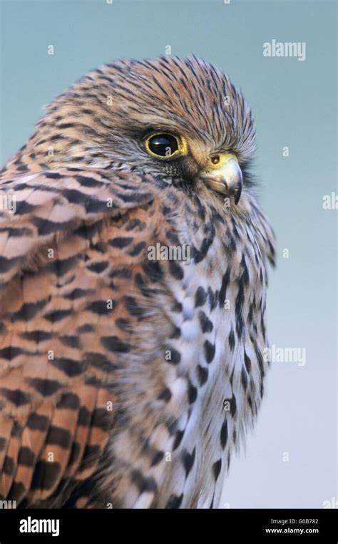 Common Kestrel female in portrait Stock Photo - Alamy