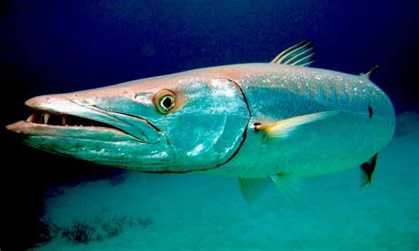 9 Barracuda Fish Facts You Need To Know | Dressel Divers