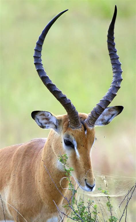 Horn (anatomy) - Wikipedia