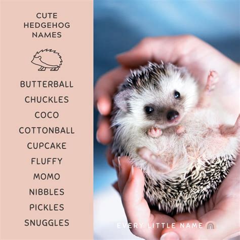 170+ Best Hedgehog Names (Cute, Funny, and Classic) - Every Little Name