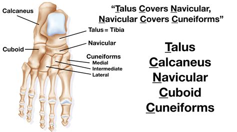 Tarsals Bones Diagram