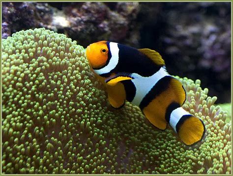 Clown Fish Facts For Kids | Clown Fish Habitat & Diet