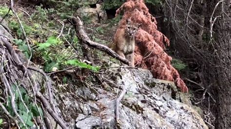 Mountain lion spotted in Sequoia National Park