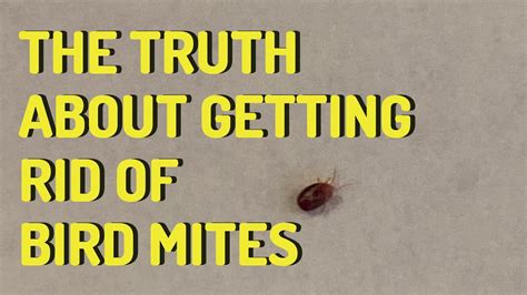 Eliminating Bird and Rodent Mites: Effective Methods for Getting Rid of ...