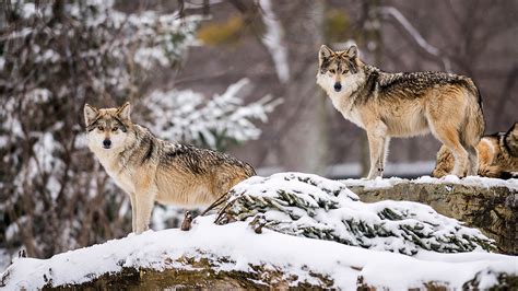 Endangered U.S. wolf denied new habitat, as critics charge that ...