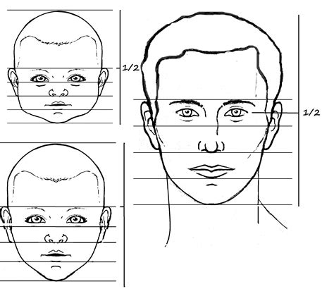 Loomis face proportions