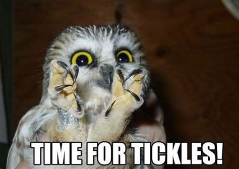 20 Hilariously Adorable Owl Memes