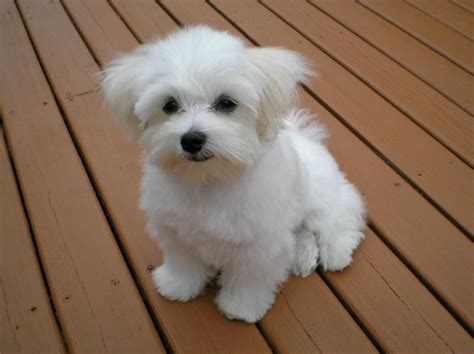 Maltese Dog Breed Information, Images, Characteristics, Health