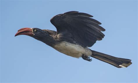 Crowned Hornbill | Flying Bird Image | Ornithology