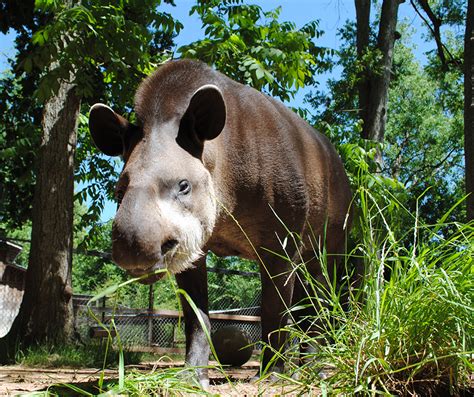 Brazilian Tapir | Alexandria Zoo