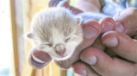 Newborn Baby Cats