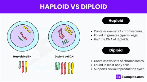 Haploid vs Diploid - Key Differences and Characteristics Explained ...