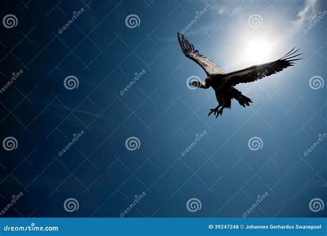 Vulture Flying in Sunlight (digital Composite) Stock Photo - Image of ...