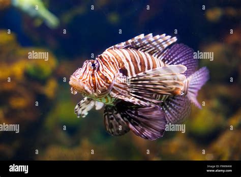 Red lionfish - venomous living in coral reef Stock Photo - Alamy