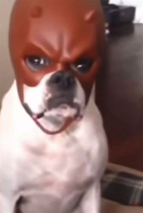 Red devil dog reaction pic | Baby animal videos, Dogs, Angry dog