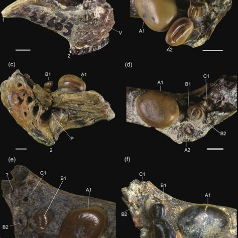 (PDF) Cyprinus-like pharyngeal bones and teeth (Teleostei ...