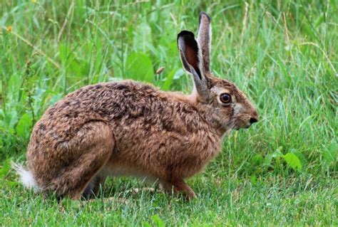 Animal Folklore: Chasing Hares Through Stories, Myth, and Legend – # ...