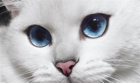 Gatos blancos con ojos azules | ¿Sufren sordera? ¿Qué hay de cierto?