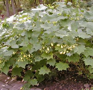 Yellow Wax Bells, Kirengeshoma palmata – Wisconsin Horticulture