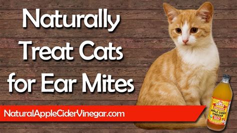 What Is Best Treatment For Ear Mites In Cats