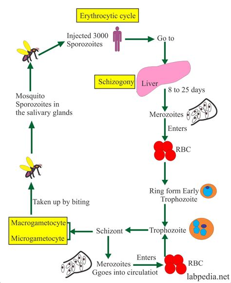 Life Cycle Of Malarial Parasite Ppt