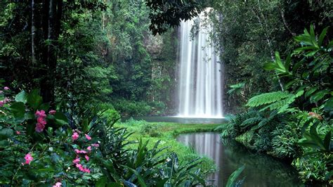 Download Bush Jungle Thicket Nature Waterfall HD Wallpaper