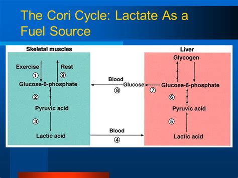 Is liver glycogen ever fully depleted/topped off - science - Ketogenic ...