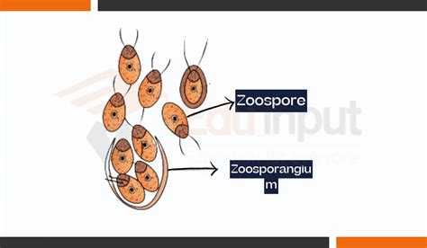 What are Zoospores?-Characteristics, Types, and Swimming Patterns