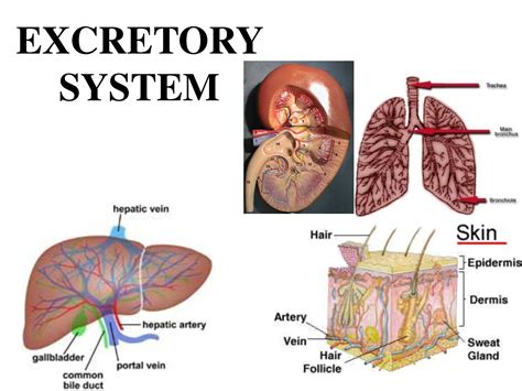 EXCRETORY SYSTEM