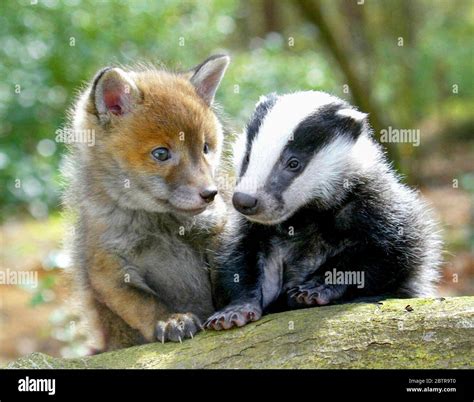 Badger cub hi-res stock photography and images - Alamy