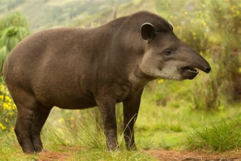 Tapir | Pet Reader